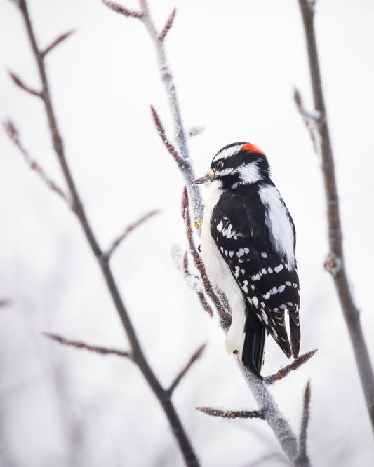Downy Woodpecker in Frost