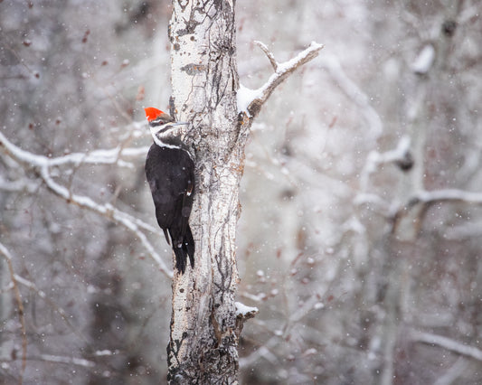 Pileated Woodpecker in a snowstorm