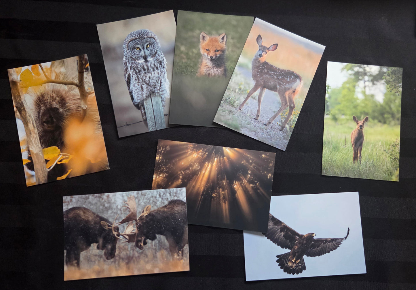 Postcard Bundle (15 pack)
