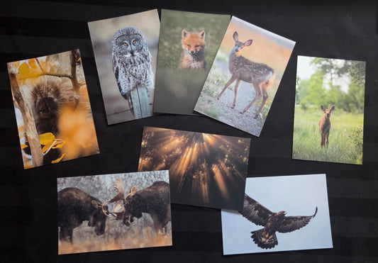 Postcard Bundle (15 pack)