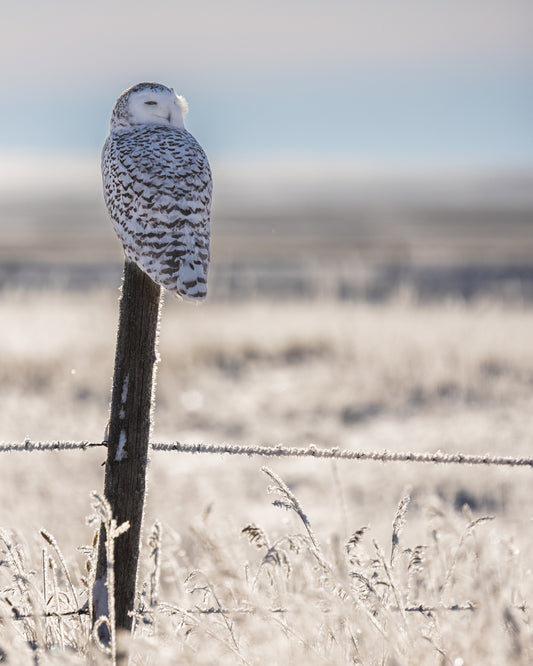 Snowy owl backlit in the frost