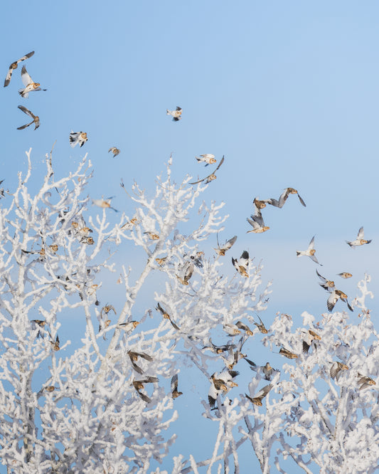 Snow buntings and the frost
