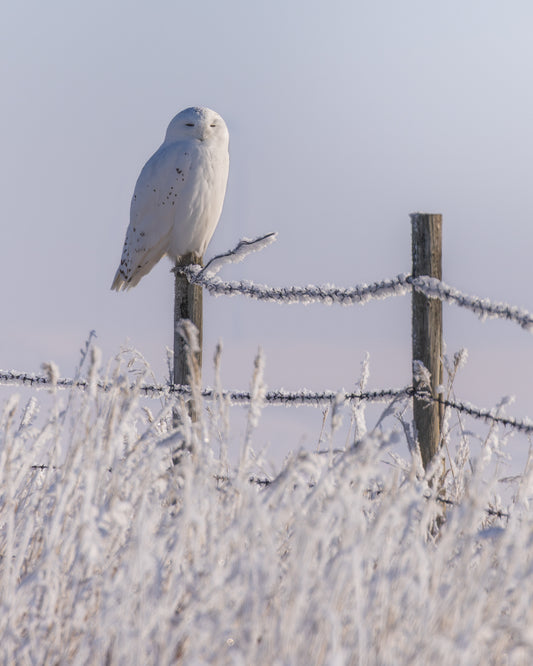 Snowy Owl on frosty barbed wire
