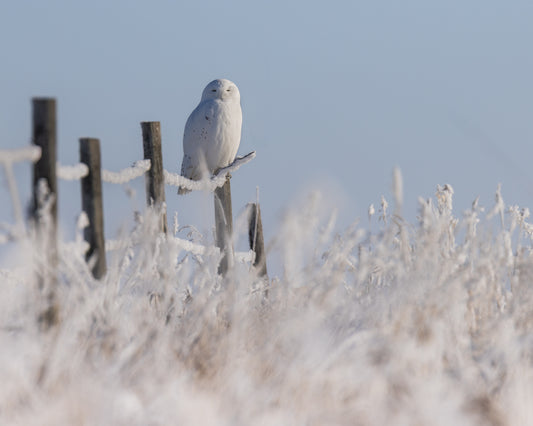 Snowy owl in Hoarfrost