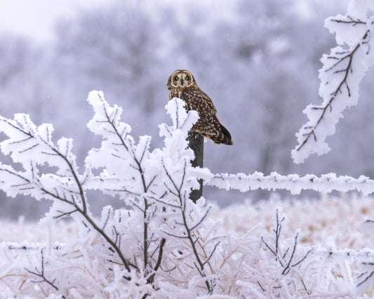 Short-eared Owl in amazing frost