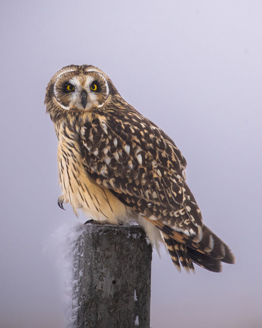 Short-eared Owl post scratch