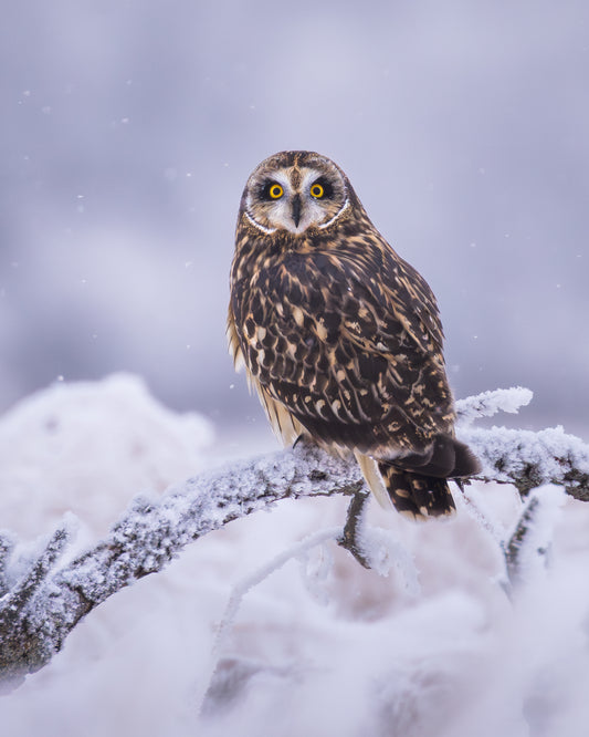 Short-eared Owl in frosty conditions