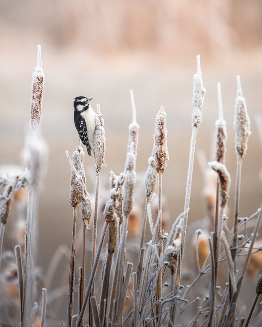 Downy Woodpecker in the cat tails