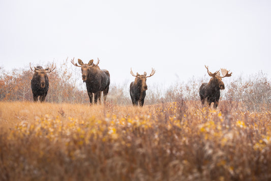 Four Bull Moose in the Fall rut