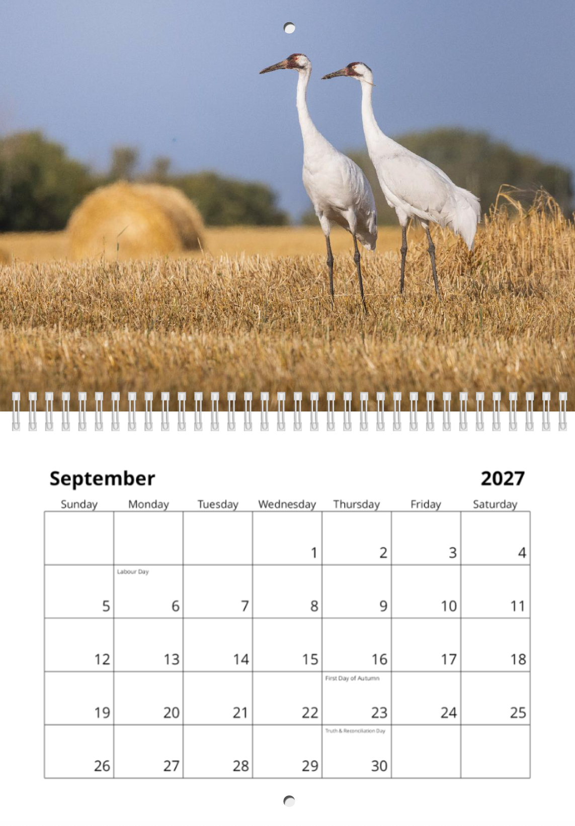 2027 Wildlife Calendar *Pre-Order* Ships Early December