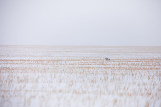 Snowy Owl Small in the Field