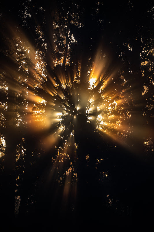 Rays of sunshine coming through trees