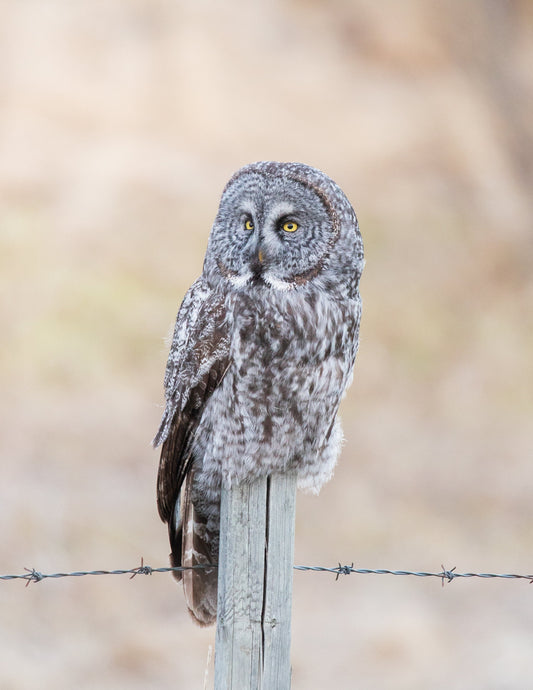 Great Grey Owl