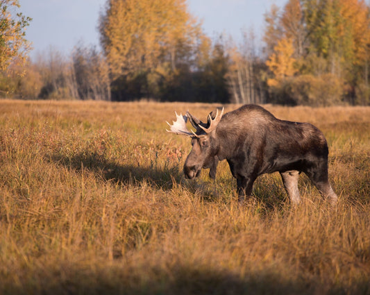 Bull Moose on a mission