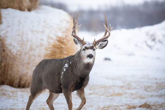 Mule buck brute