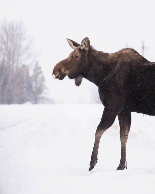 Cow Moose in the snow