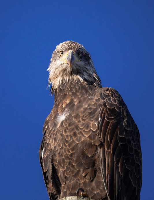 Juvenile Bald Eagle