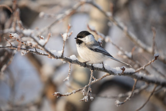 Chickadee in a fresh snowfall