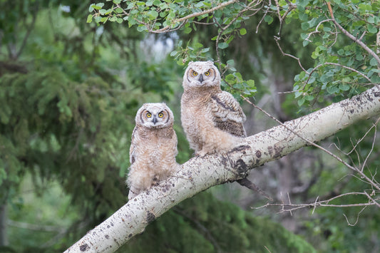 Great horned owl siblings