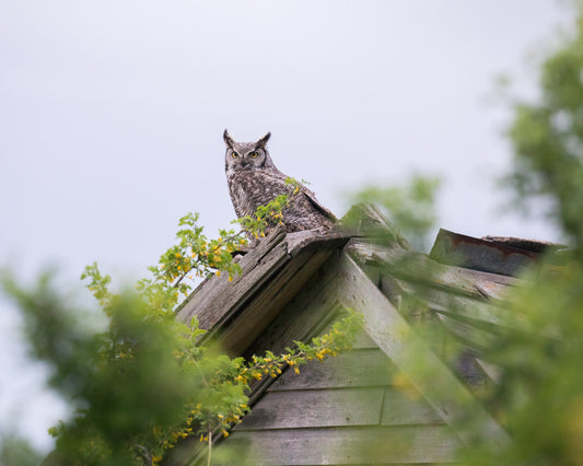 Watchful Parent