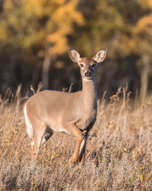 Curious Fall Whitetail