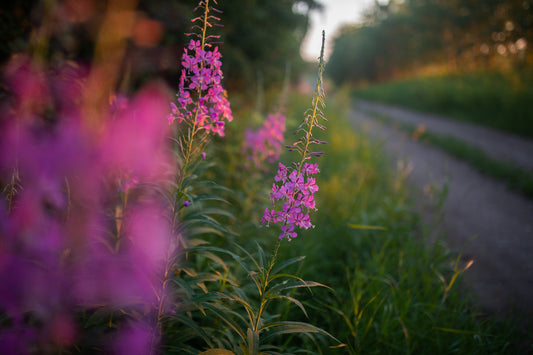 Fireweed on Alberta backroad