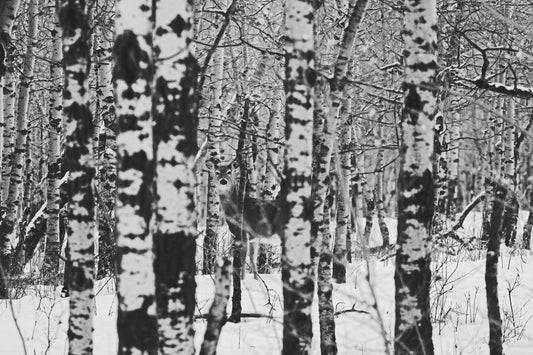 Hidden whitetail deer