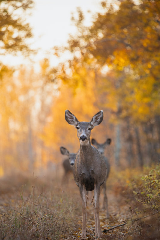 Curious Mule Deer in Fall foliage