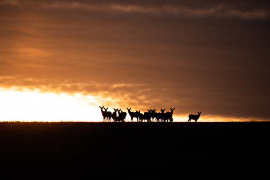 Mule deer herd on the horizon